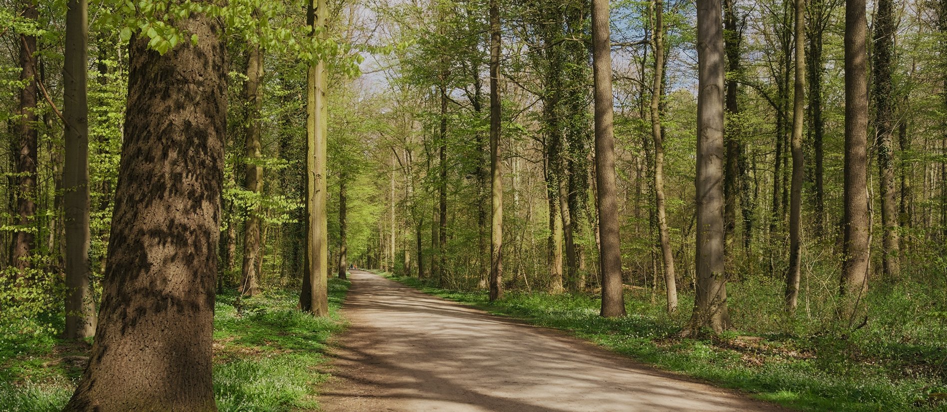 Eilenriede in Kleefeld, Blick auf einen Weg