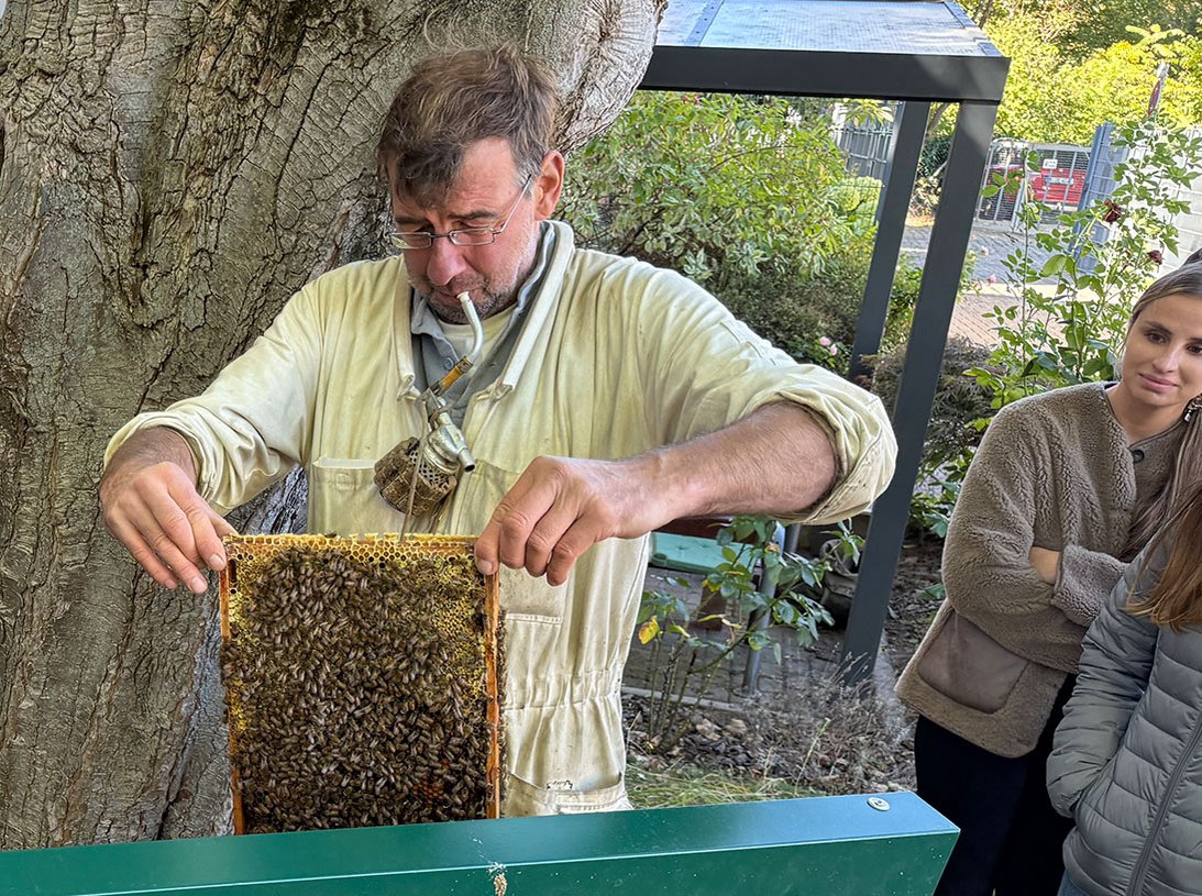 Der Imker holt die Wabe heraus